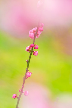 初春梅园梅花盛开