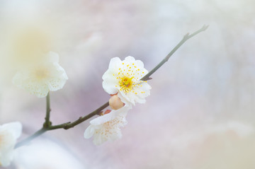 初春梅园梅花盛开