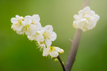 初春梅园梅花盛开