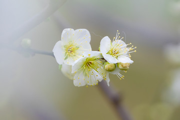 初春梅园梅花盛开