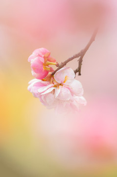 初春梅园梅花盛开