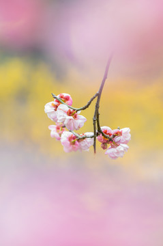 初春梅园梅花盛开