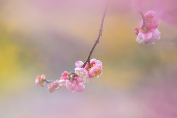 初春梅园梅花盛开