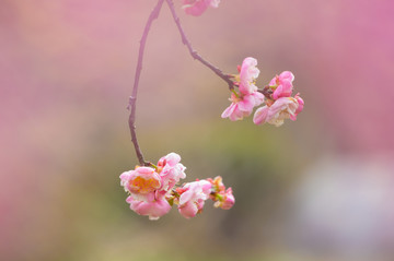 初春梅园梅花盛开