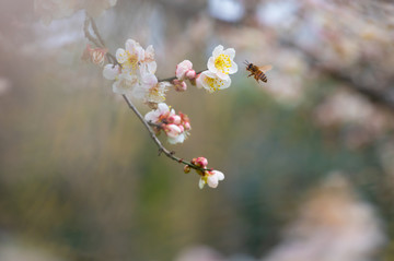 初春梅园梅花盛开