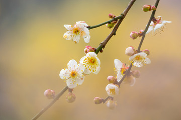 初春梅园梅花盛开