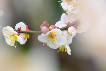 初春梅园梅花盛开