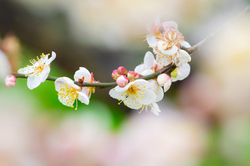 初春梅园梅花盛开