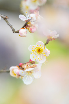 初春梅园梅花盛开