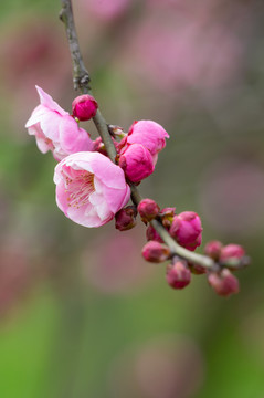 初春梅园梅花盛开