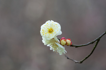 初春梅园梅花盛开