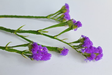 勿忘我紫色花