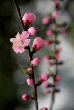 桃花