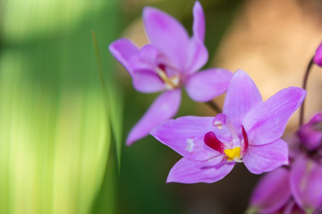 紫花苞舌兰