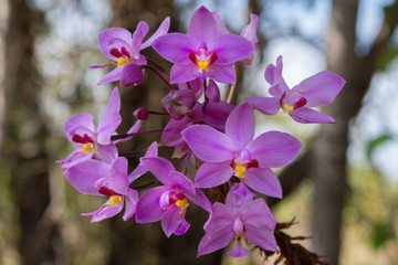 野生紫苞舌兰