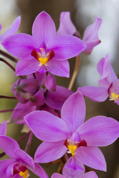 紫苞舌兰
