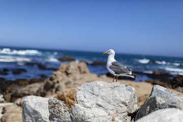 爱远眺和思考的海鸥