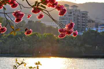 粉花风铃木