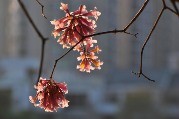 粉花风铃木