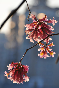 粉花风铃木