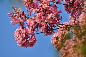 粉花风铃木
