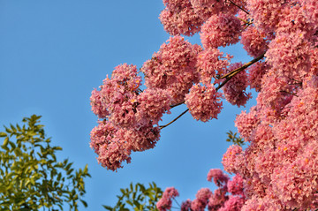 粉花风铃木