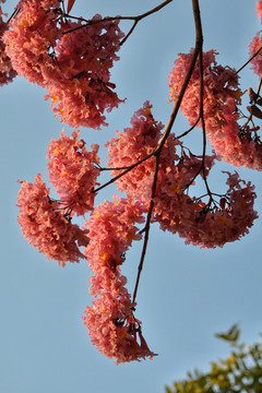 粉花风铃木