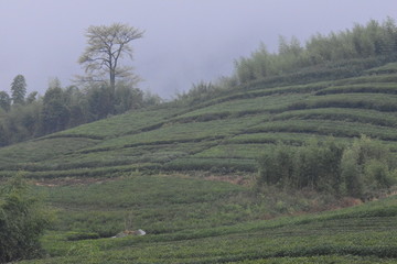 德清莫干山茶园