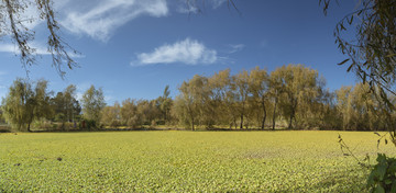滇池湿地风景