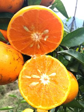 新鲜沃柑橘橙子桔子切开剖面