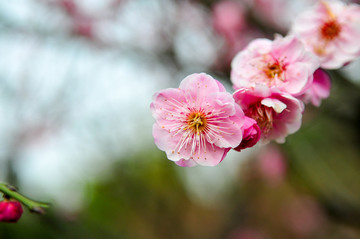 粉红色梅花特写