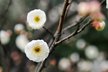 白色梅花特写