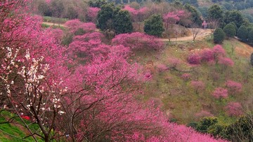 浙江宁波奉化溪口梅花山