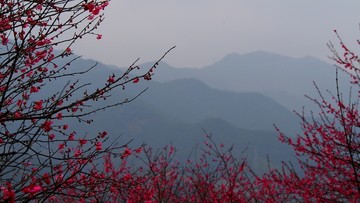 浙江宁波奉化溪口梅花林