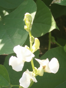 扁豆花