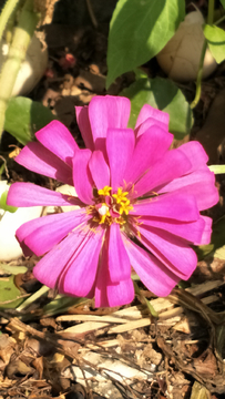 百日菊