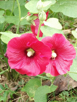 蜀葵