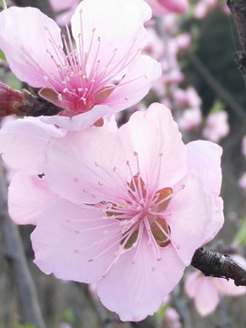 桃花