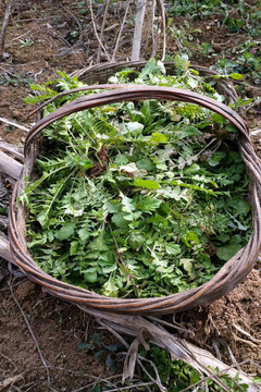 一笼野菜