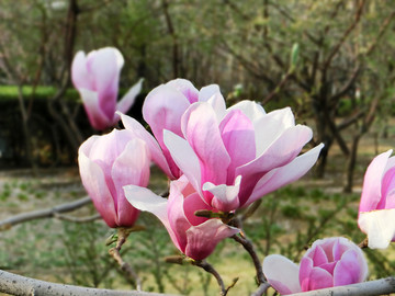 玉兰花瓣背景