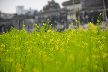 油菜花