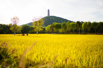 玉泉山稻田