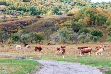秋天坝上吃草的牛群