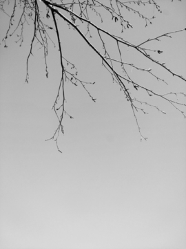 黑白树枝背景素材