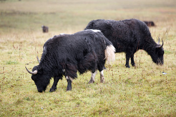 普达措国家公园的牦牛