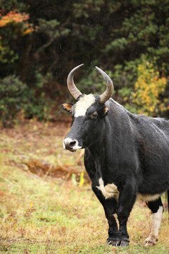 普达措国家公园的动物
