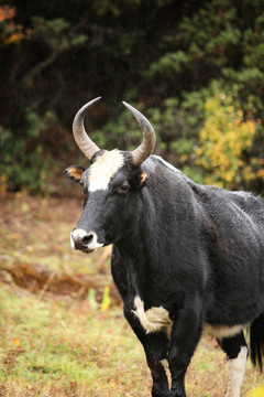 普达措国家公园的动物