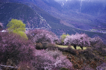 藏东南