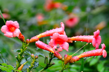 凌霄花开