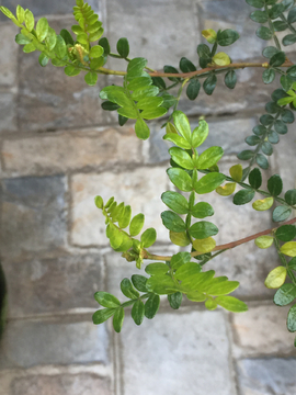 绿 春天 植物